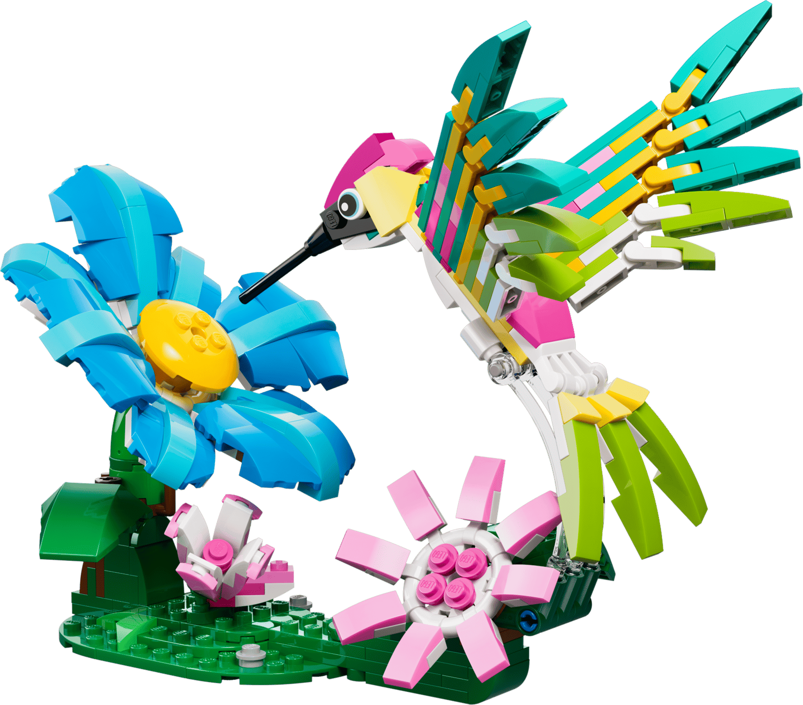 Wild Animals: Colorful Hummingbird